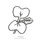 Line drawing of a mizuna mustard seedling showing two rounded cotyledon leaves and one emerging jagged true leaf, labeled 