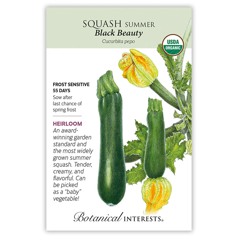 Seed packet for Botanical Interests organic heirloom Black Beauty summer squash, illustrated with dark green zucchini and yellow blossoms on a vine, with printed text noting it's frost sensitive, matures in 55 days, and describes it as tender, creamy, and pickable as a baby vegetable.