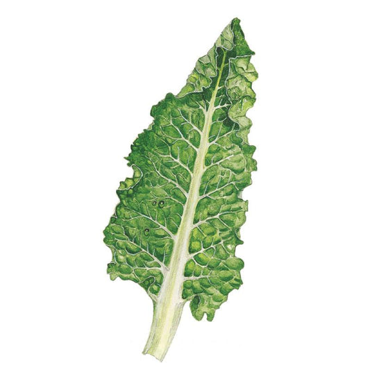 Botanical illustration of a Fordhook Giant Swiss chard leaf, showing its deeply crinkled dark green blade with a pale ivory midrib and thick white stalk, set against a plain white background.
