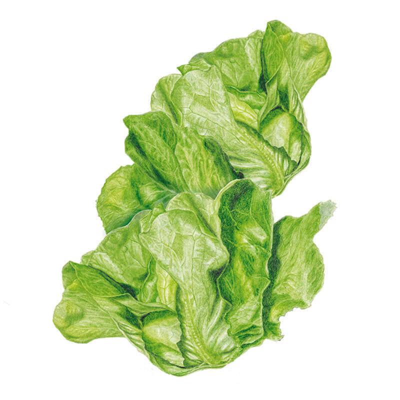 Shop All Vegetable Seeds
