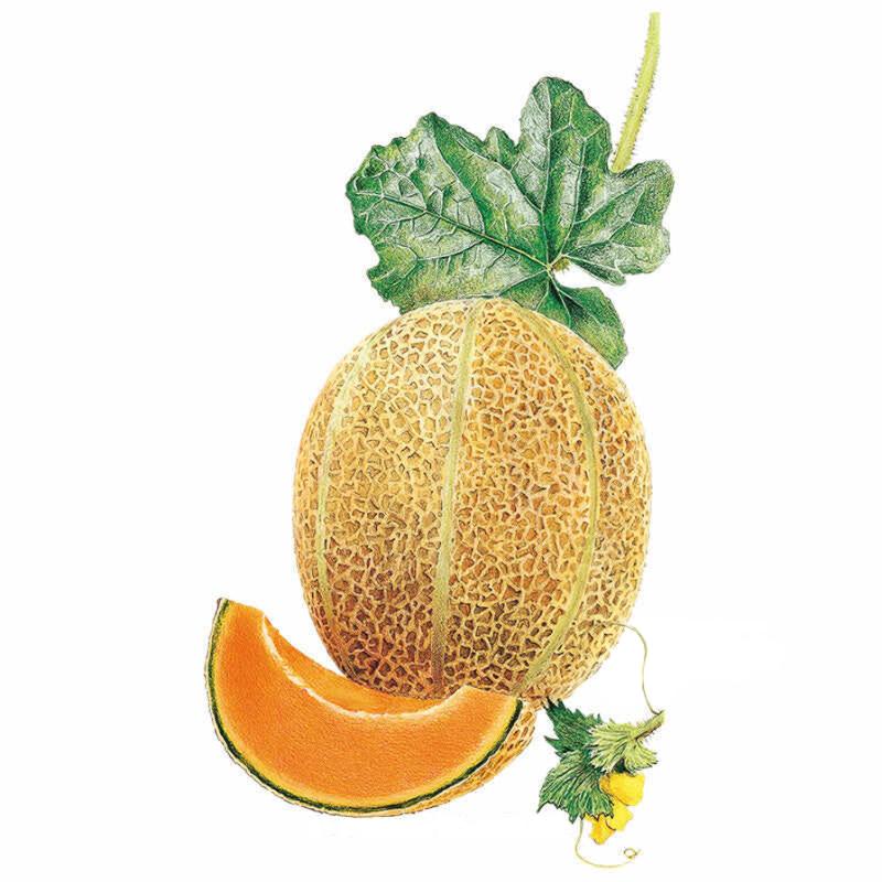 Botanical illustration of a whole Hale's Best Jumbo cantaloupe with rough, netted tan-orange rind and a large lobed vine leaf attached, beside a cut wedge revealing bright orange flesh, with a small yellow flower and curling tendril below.