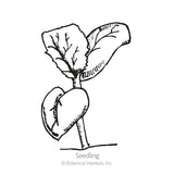 Black and white line drawing of a young melon seedling with rounded cotyledon leaves below two larger, veined true leaves on a single stem, labeled 