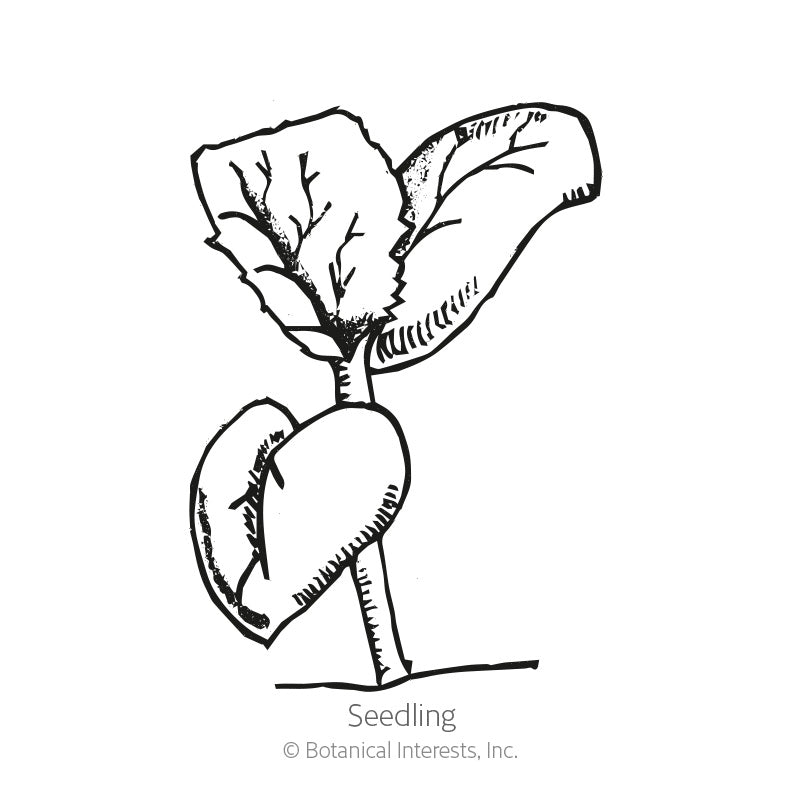 Black and white line drawing of a young melon seedling with rounded cotyledon leaves below two larger, veined true leaves on a single stem, labeled 