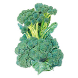 Botanical illustration of Di Cicco broccoli showing clustered blue-green florets on thick pale stems with a few broad leaves, set against a plain white background.