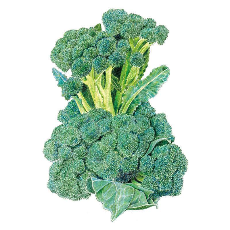 Botanical illustration of Di Cicco broccoli showing clustered blue-green florets on thick pale stems with a few broad leaves, set against a plain white background.