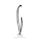 Line drawing of a young leek seedling with two slender, grass-like blades curving upward from a small base, labelled 