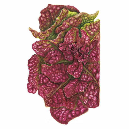 Botanical illustration of Marvel of Four Seasons butterhead lettuce, its ruffled, blistered leaves deep maroon-red with green undertones, forming a loose head with a tightly curled centre, set against a plain white background.