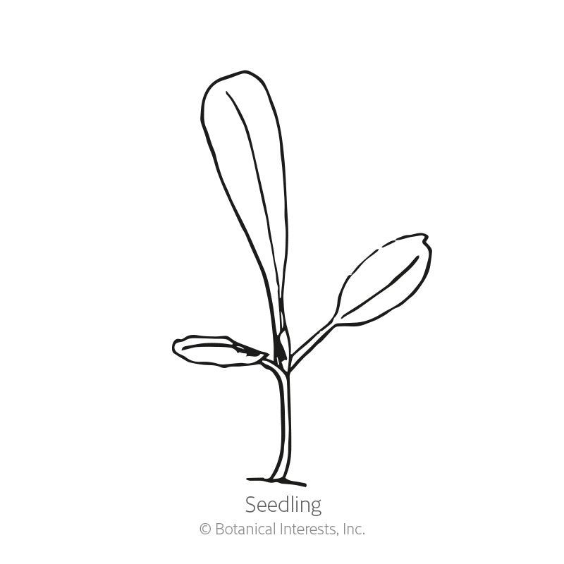 Black and white line drawing of a young seedling with a slender stem and three narrow, elongated leaves, labeled 