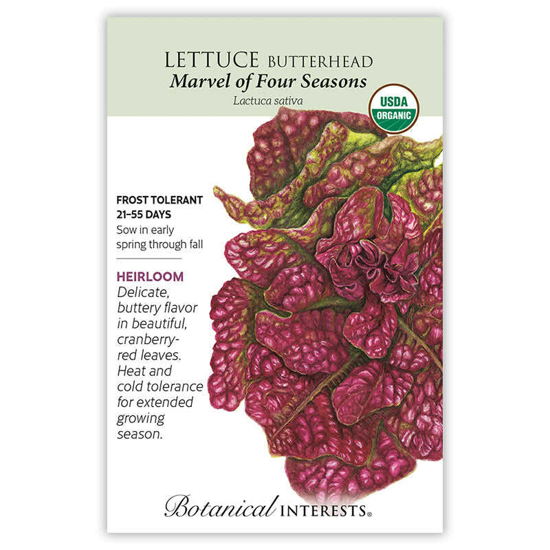 Lettuce Butterhead seed packet with red lettuce leaves illustration and botanical information on a white background