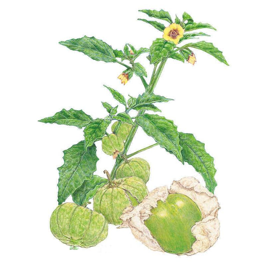 Botanical illustration of a tomatillo plant showing serrated green leaves, small yellow star-shaped flowers, and papery husks with round green fruit, one husk peeled back to reveal the tomatillo inside.
