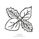 Black and white line illustration of a young seedling with four broad, veined, toothed-edge leaves branching from a central stem, labeled 