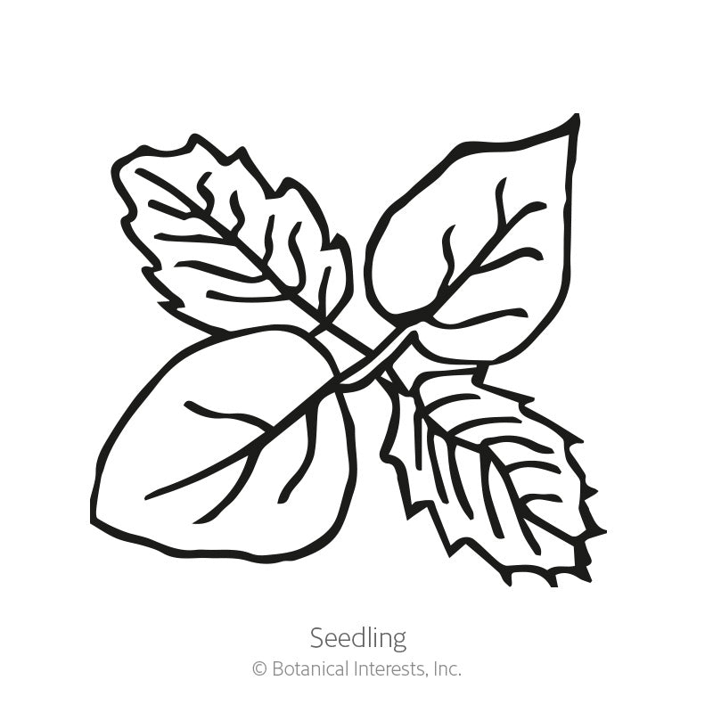 Black and white line drawing of a young seedling with four broad, veined, toothed-edge leaves branching from a central stem, labeled 