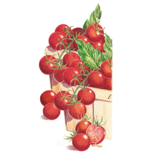 Illustration of small round red cherry tomatoes still on the vine, overflowing a wooden pint basket with green leaves, alongside one tomato sliced open to reveal seeds.