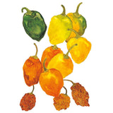 Watercolour illustration of habanero chile peppers at various ripening stages, from glossy green and yellow pods through wrinkled orange ones to shrivelled, dried reddish-brown fruits, arranged against a white background.