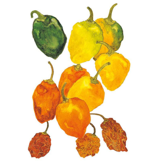Watercolour illustration of habanero chile peppers at various ripening stages, from glossy green and yellow pods through wrinkled orange ones to shrivelled, dried reddish-brown fruits, arranged against a white background.