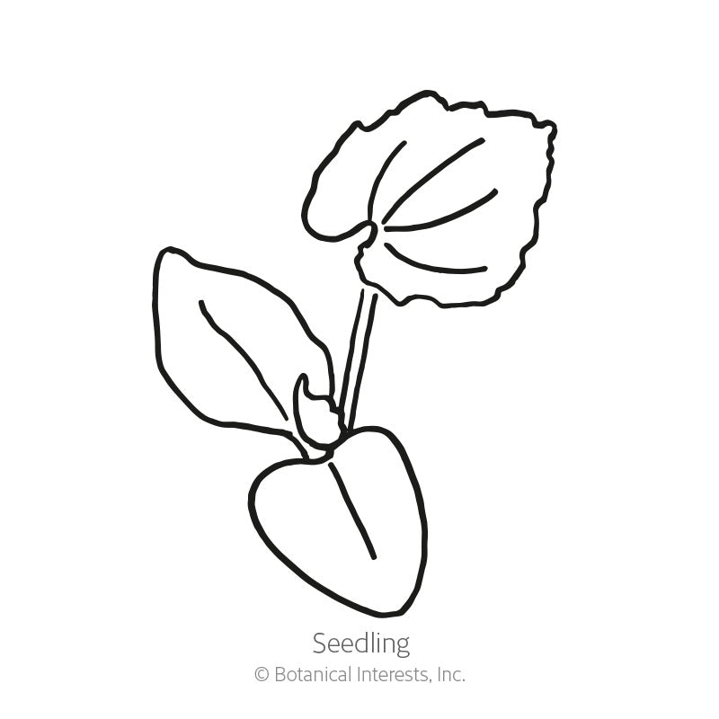 Line drawing of a young seedling with two smooth heart-shaped cotyledon leaves and one larger toothed true leaf on a slender stem, labeled 