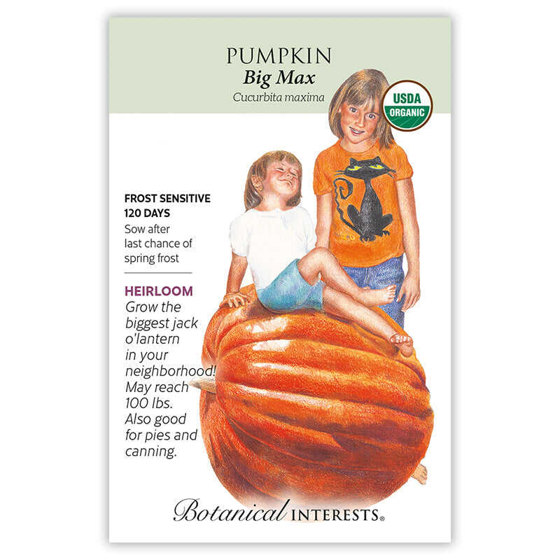 Botanical Interests Big Max Pumpkin heirloom seed packet illustrated with two children sitting atop a massive orange pumpkin, noting it's frost sensitive, matures in 120 days, may reach 100 lbs, and suits jack-o'-lanterns, pies, or canning, with a USDA Organic seal.