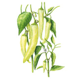 Botanical illustration of a sweet banana pepper plant showing several long, tapering pale yellow-green pods hanging among broad green leaves, with a small white flower and immature fruit on a side stem.