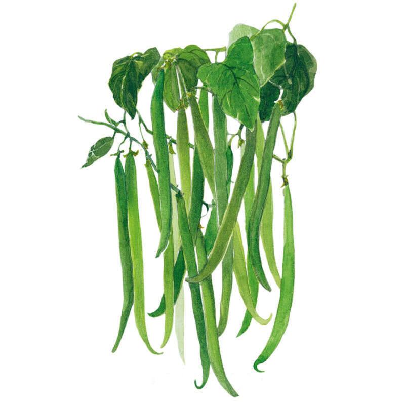 Botanical illustration of Tavera bush bean seeds showing a cluster of long, slender green pods hanging beneath heart-shaped leaves on a white background.