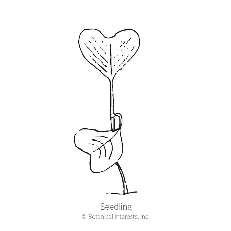 Line drawing labeled 