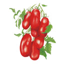 Illustration of San Marzano Roma tomatoes, a cluster of glossy, elongated red fruits still attached to a leafy vine, shown against a plain white background.