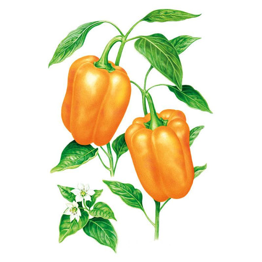 Botanical illustration of two glossy orange bell peppers hanging from a leafy stem, alongside a small white star-shaped flower with a yellow centre, set against a plain white background.