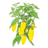 Botanical illustration of a NuMex Lemon Spice jalapeño pepper plant showing a cluster of slender, bright yellow chile pods hanging among green leaves, with a single white five-petaled flower blooming at the top.