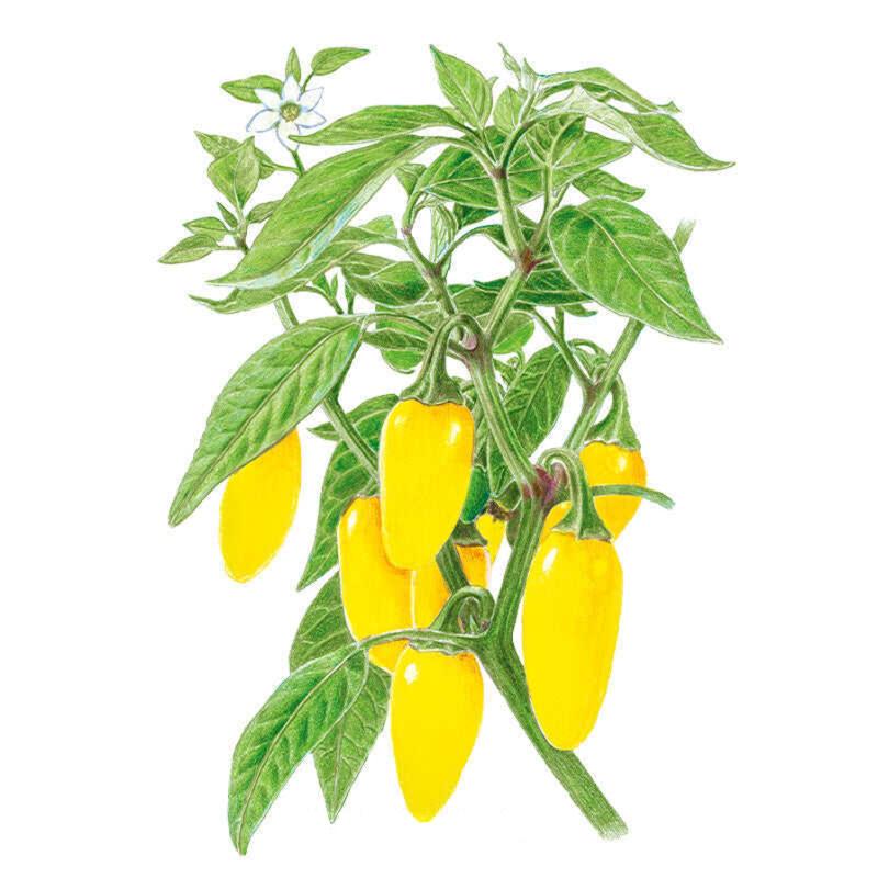 Botanical illustration of a NuMex Lemon Spice jalapeño pepper plant showing a cluster of slender, bright yellow chile pods hanging among green leaves, with a single white five-petaled flower blooming at the top.