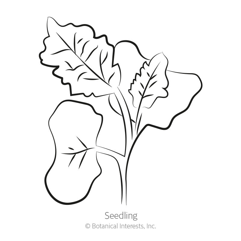 Black and white line art illustration of a young kale seedling with notched, deeply veined leaves, labeled "Seedling" with copyright text for Botanical Interests, Inc., for Lacinato Dinosaur Kale Seeds.