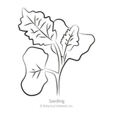 Black and white line art illustration of a young kale seedling with notched, deeply veined leaves, labeled 