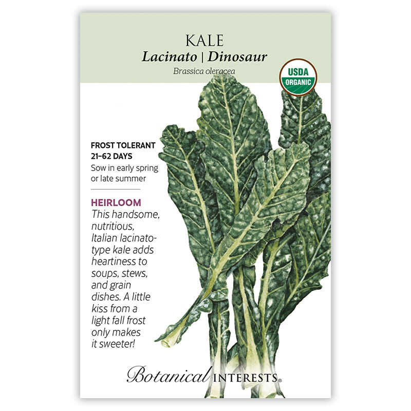 Front of an organic Botanical Interests seed packet for Lacinato Dinosaur Kale Seeds displaying a USDA Organic seal and a detailed botanical illustration of dark green, textured kale leaves.