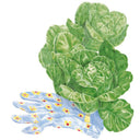Illustration of a Little Gem mini-romaine lettuce with tightly packed, crinkled pale-green leaves, resting on a blue floral gardening glove.