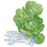 Illustration of a Little Gem mini-romaine lettuce with tightly packed, crinkled pale-green leaves, resting on a blue floral gardening glove.