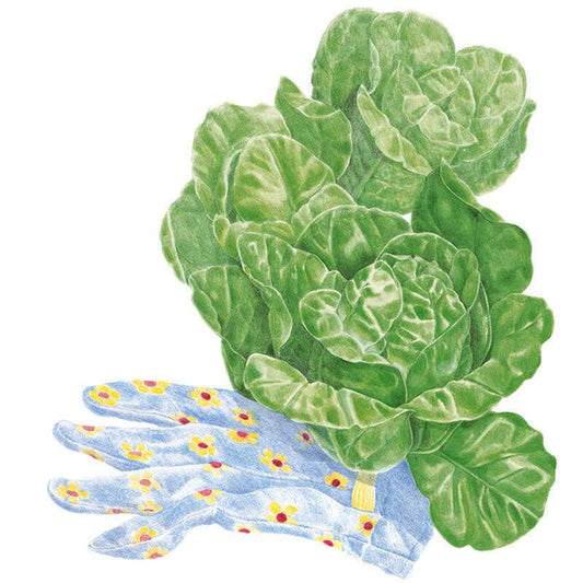 Illustration of a Little Gem mini-romaine lettuce with tightly packed, crinkled pale-green leaves, resting on a blue floral gardening glove.