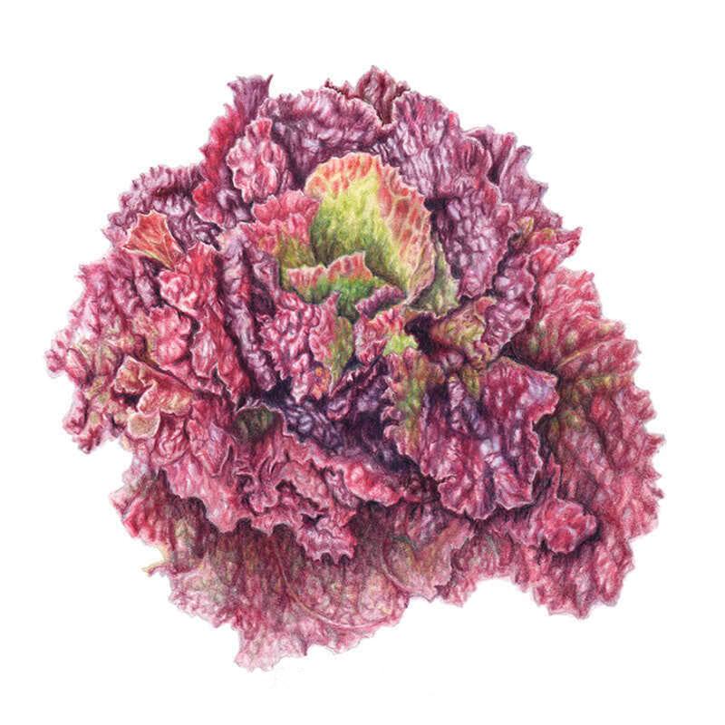 Botanical illustration of a Red Sails leaf lettuce head, its ruffled, deeply frilled leaves deep burgundy-red at the edges shading into pale green toward the tightly curled centre.