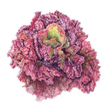 Botanical illustration of a Red Sails leaf lettuce head, its ruffled, deeply frilled leaves deep burgundy-red at the edges shading into pale green toward the tightly curled centre.