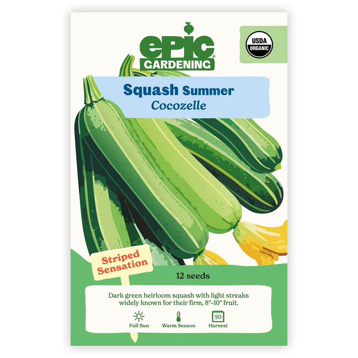 An Epic Gardening Cocozelle Summer Squash seed packet featuring an illustration of dark green striped squash with yellow blossoms, a "Striped Sensation" callout, and 12 seeds count on a plain white background.