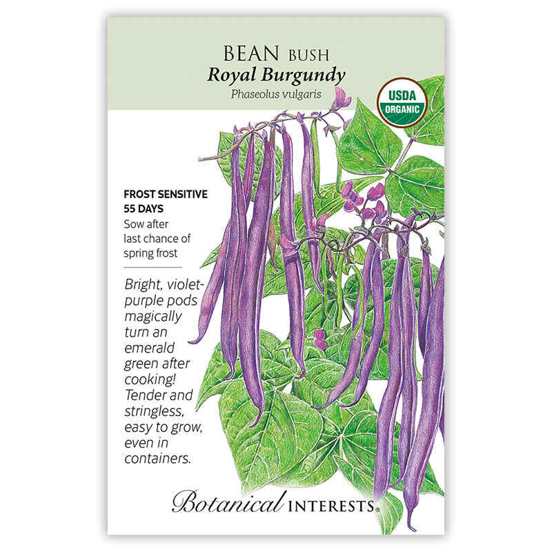 Front of an organic Botanical Interests seed packet for Royal Burgundy Bush Bean Seeds featuring a USDA Organic seal and botanical illustration of bright violet-purple bean pods on green vines with purple flowers.