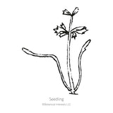 Line drawing of a young carrot seedling labelled 