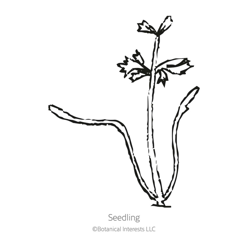 Line drawing of a young carrot seedling labelled 