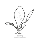Line drawing of a young radicchio seedling with three elongated oval leaves branching from a short central stem, labeled 