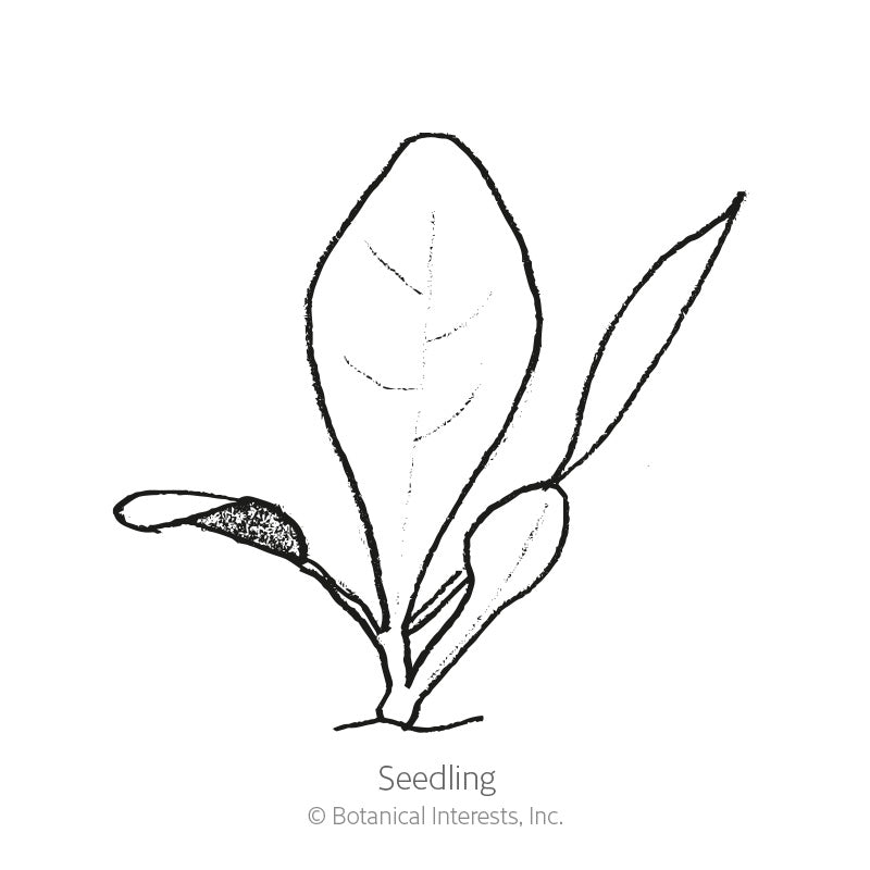 Line drawing of a young radicchio seedling with three elongated oval leaves branching from a short central stem, labeled 