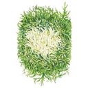 Botanical illustration of an Olesh Tres Fine endive head, showing finely frilled, ragged-edged green outer leaves surrounding a pale, blanched creamy-white heart at the centre.