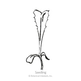 Black and white line drawing of an endive seedling showing a single upright, heart-shaped seed leaf atop a thin stem with two small curling leaves at the base, labeled 