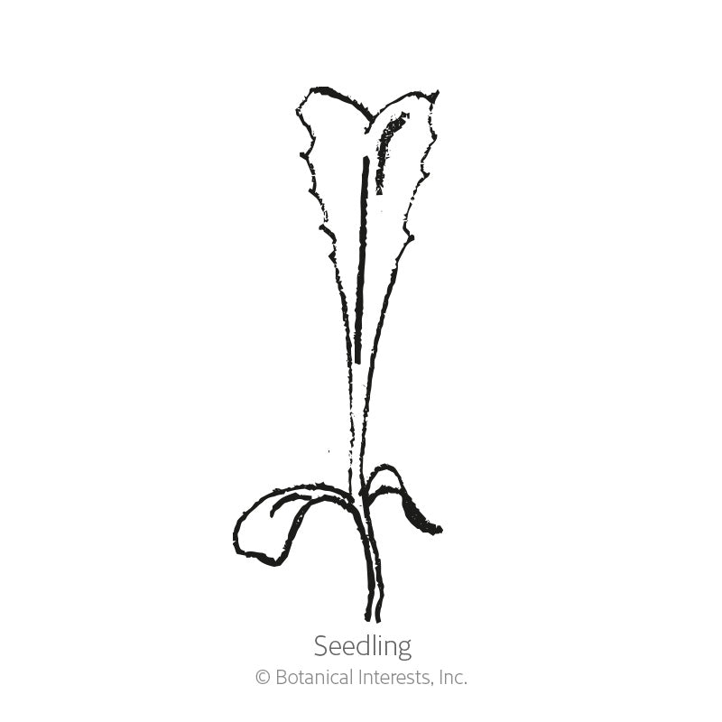 Black and white line drawing of an endive seedling showing a single upright, heart-shaped seed leaf atop a thin stem with two small curling leaves at the base, labeled 