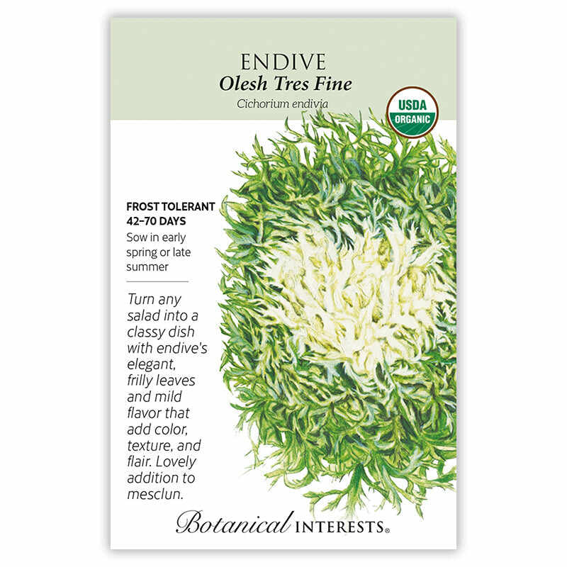 Seed packet for Botanical Interests organic Olesh Tres Fine endive, illustrated with a frilly, finely cut green head with a pale creamy-yellow center, alongside text noting it's frost tolerant, ready in 42–70 days, sown in early spring or late summer, and prized for adding color and texture to salads and mesclun.