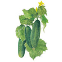 Botanical illustration of Marketmore cucumbers showing three bumpy dark green fruits hanging among vine leaves, curling tendrils and a small yellow blossom, set against a plain white background.