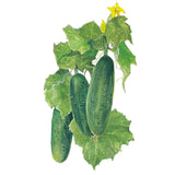 Botanical illustration of Marketmore cucumbers showing three bumpy dark green fruits hanging among vine leaves, curling tendrils and a small yellow blossom, set against a plain white background.