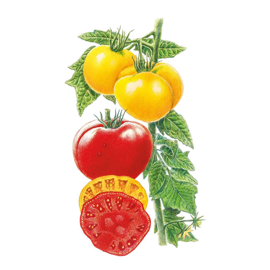 Botanical illustration of Brandywine tomatoes on the vine, showing two smooth yellow fruits and a large red beefsteak tomato, plus two cross-section slices revealing yellow and red interiors with seed cavities, alongside green leaves and stem.