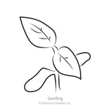 Simple black and white line drawing of a young seedling with two rounded cotyledon leaves and two pointed true leaves, labeled 